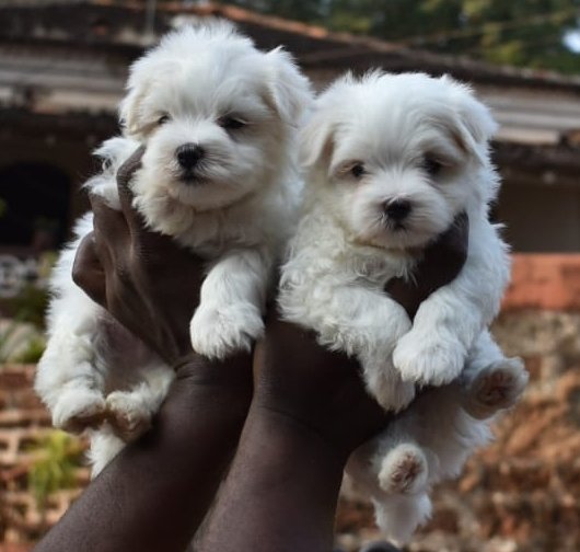 DogsIndia.com - Maltese Terrier - Derick