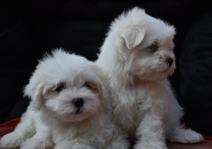 DogsIndia.com - Maltese Terrier - Derick