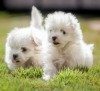 DogsIndia.com - Maltese - Dr. Narendra