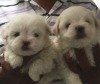 DogsIndia.com - Maltese - Sanrams