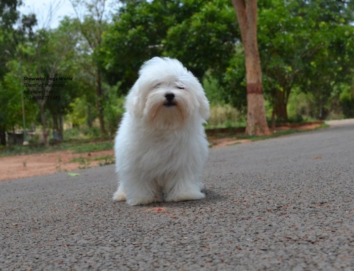 DogsIndia.com - Maltese - Santosh Kumar Rai