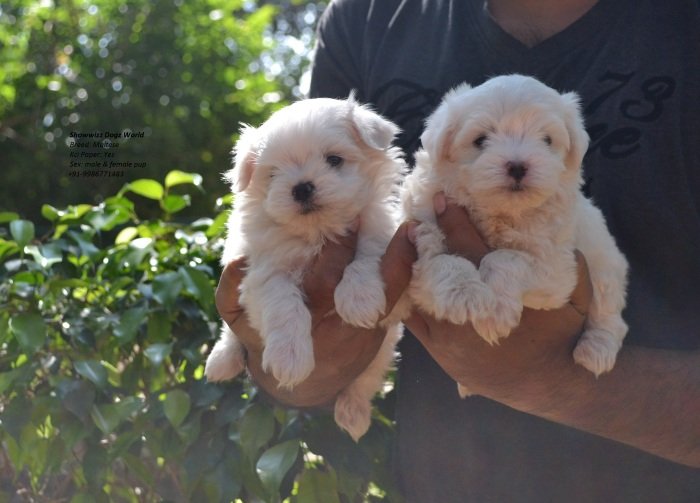 DogsIndia.com - Maltese - Santosh Kumar Rai