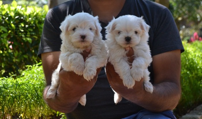 DogsIndia.com - Maltese - Santosh Kumar Rai