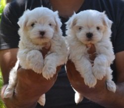 DogsIndia.com - Maltese - Santosh Kumar Rai