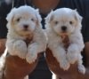 DogsIndia.com - Maltese - Santosh Kumar Rai
