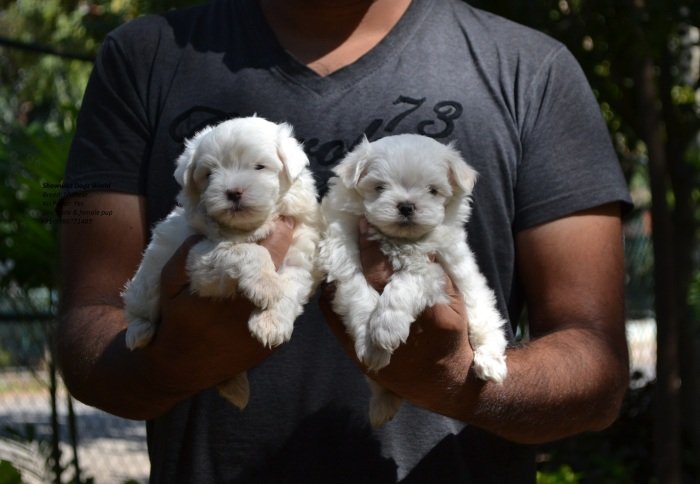 DogsIndia.com - Maltese - Santosh Kumar Rai