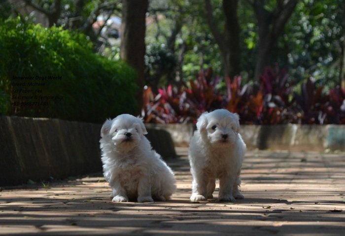 DogsIndia.com - Maltese - Santosh Kumar Rai