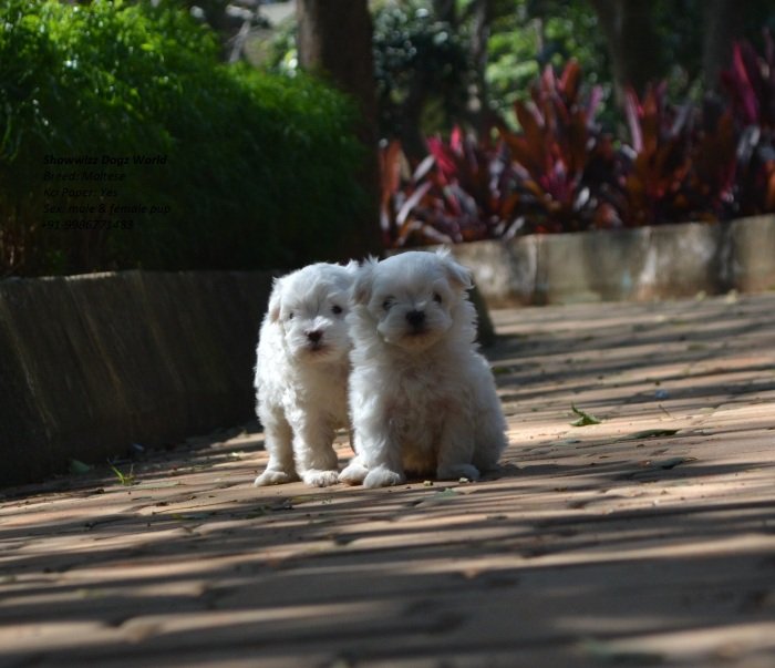 DogsIndia.com - Maltese - Santosh Kumar Rai