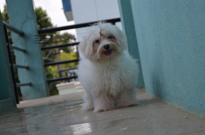 DogsIndia.com - Maltese - Santosh Kumar Rai