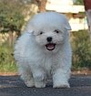 DogsIndia.com - Maltese - Santosh Kumar Rai