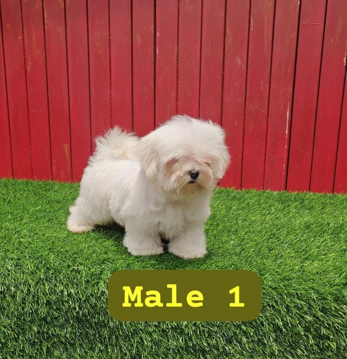 DogsIndia.com - Maltese - Strongties Kennels