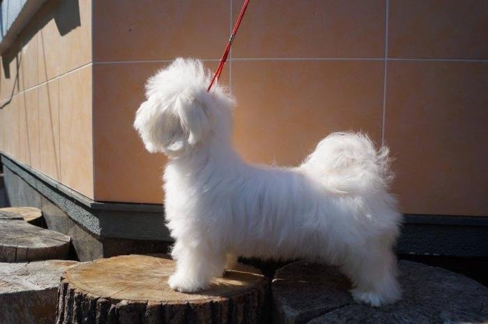 DogsIndia.com - Maltese - Voyagerz