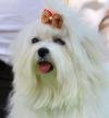 DogsIndia.com - Maltese - Voyagerz