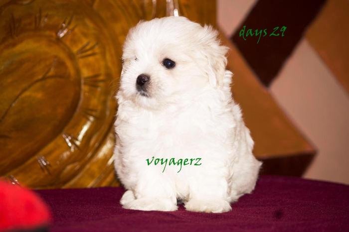 DogsIndia.com - Maltese - Voyagerz