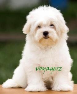 DogsIndia.com - Maltese - Voyagerz
