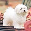 DogsIndia.com - Maltese - Voyagerz