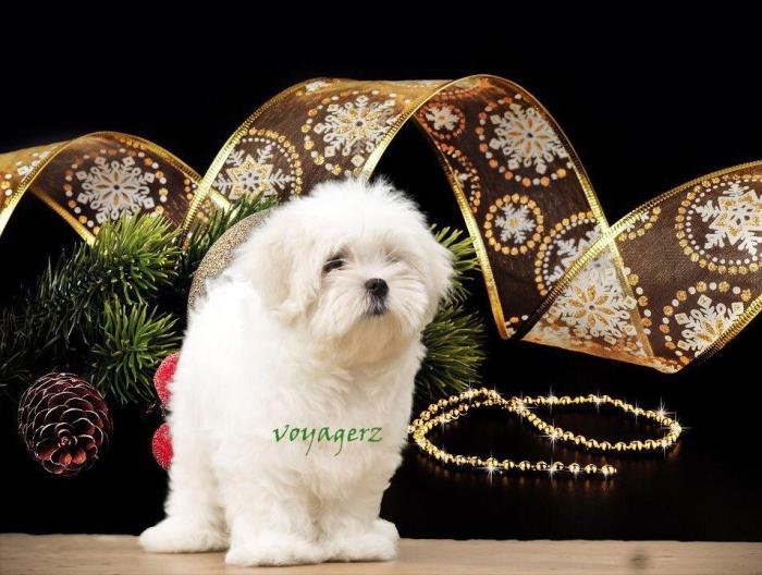 DogsIndia.com - Maltese - Voyagerz