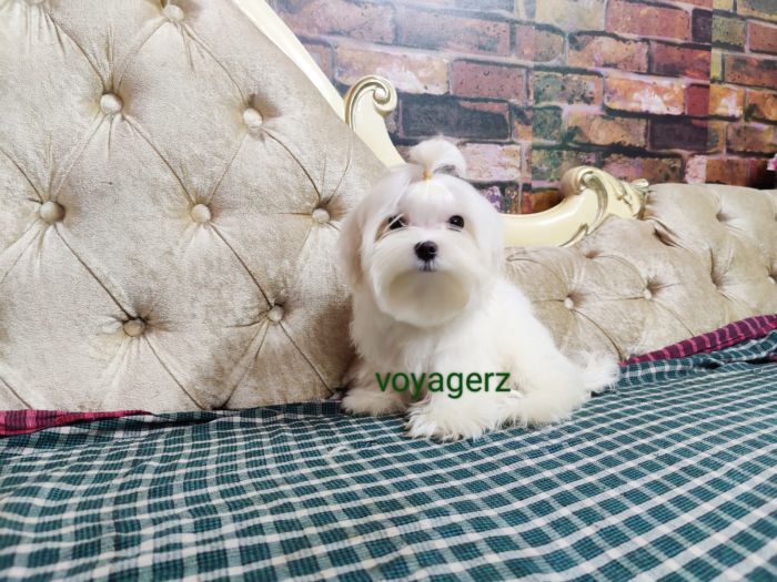 DogsIndia.com - Maltese - Voyagerz