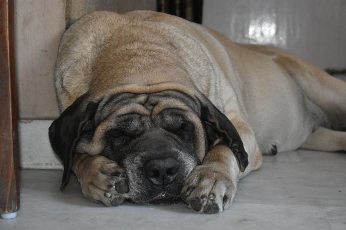 DogsIndia.com - English Mastiff - Devraj, Masked Giant Kennel