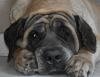 DogsIndia.com - English Mastiff - Devraj, Masked Giant Kennel