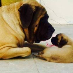 DogsIndia.com - English Mastiff - Devraj, Masked Giant Kennel