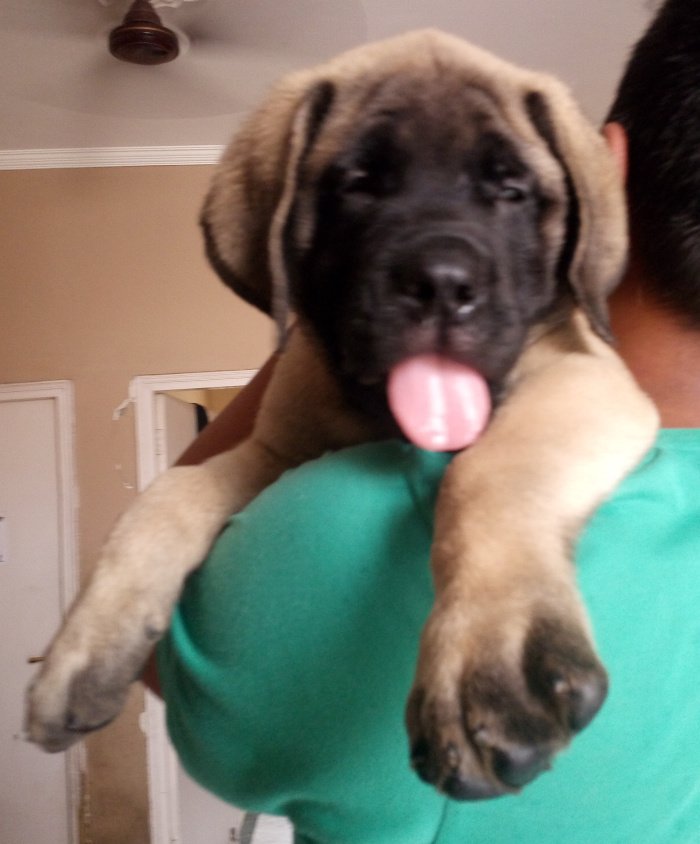 DogsIndia.com - English Mastiff - Devraj