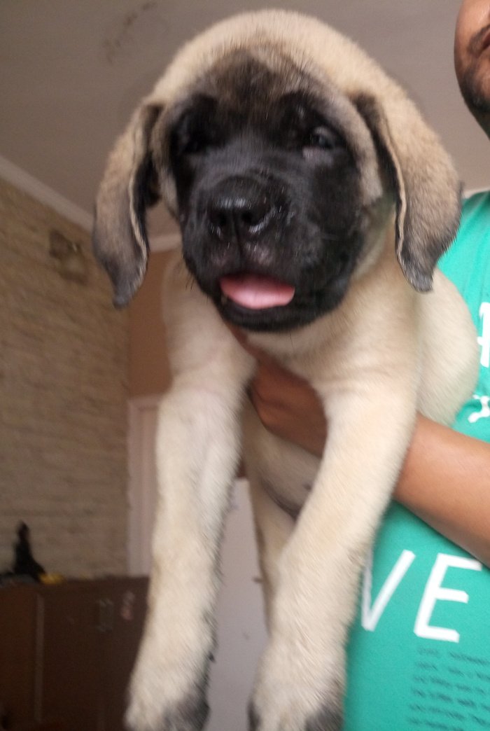 DogsIndia.com - English Mastiff - Devraj