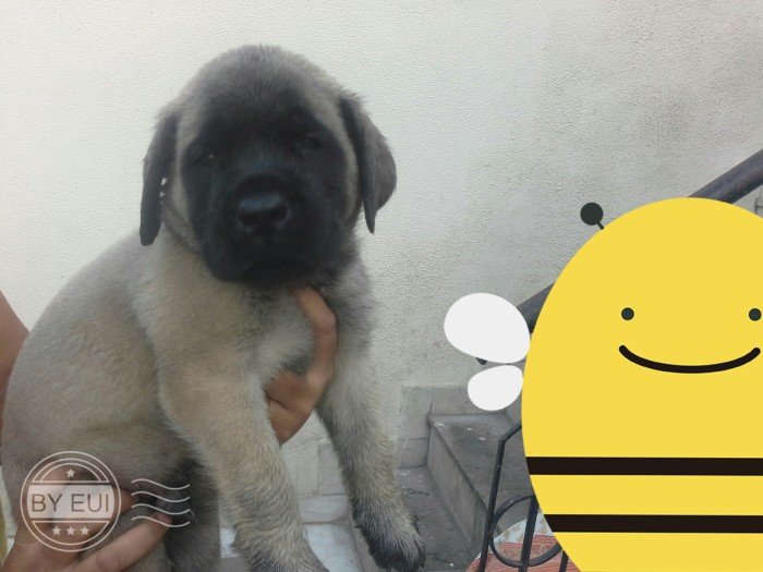 DogsIndia.com - English Mastiff - Devraj