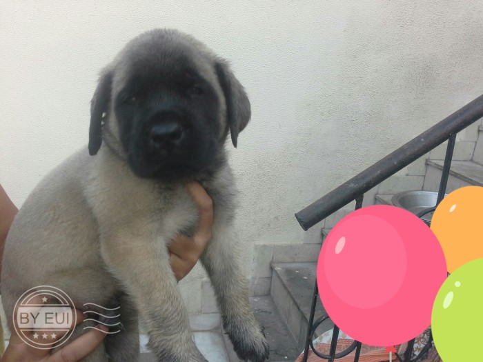 DogsIndia.com - English Mastiff - Devraj