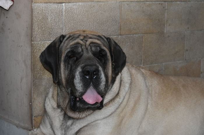 DogsIndia.com - English Mastiff - Devraj, Masked Giant Kennel