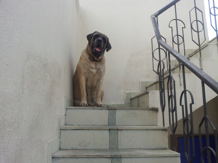 DogsIndia.com - English Mastiff - Devraj, Masked Giant Kennel