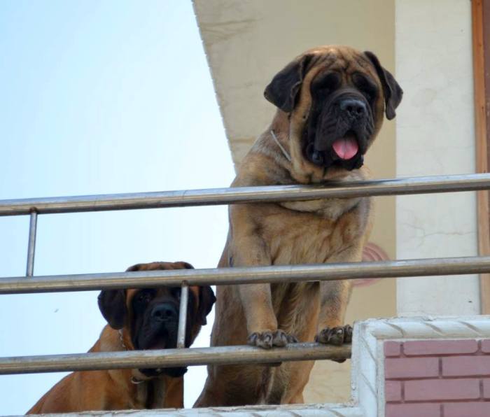 DogsIndia.com - English Mastiff - Devraj, Masked Giant Kennel