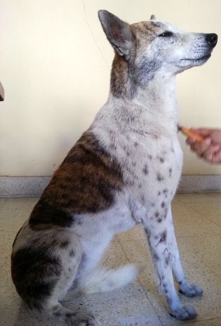 DogsIndia.com - Missing Dog