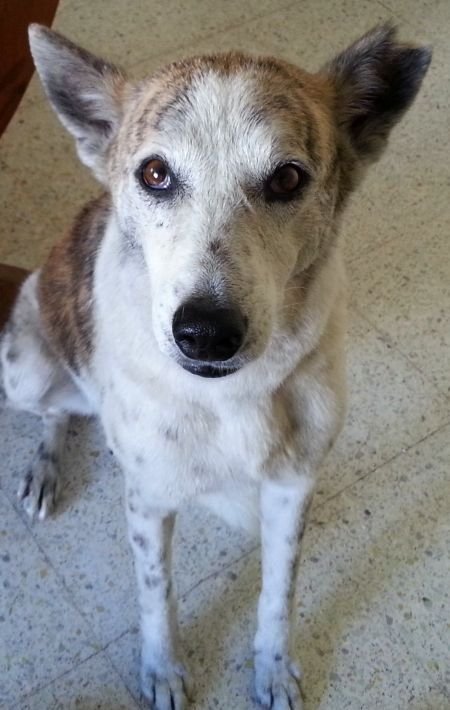 DogsIndia.com - Missing Dog