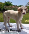 DogsIndia.com - Mudhol Hound - Hanu Reddy Kennels