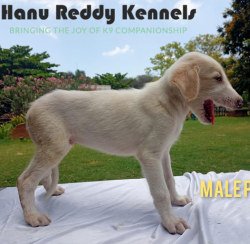 DogsIndia.com - Mudhol Hound - Hanu Reddy Kennels