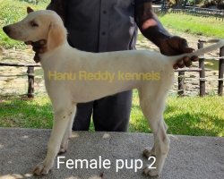DogsIndia.com - Mudhol Hound - Hanu Reddy Kennels
