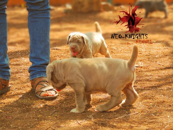 DogsIndia.com - Neapolitan Mastiff - Neo Knights Kennel