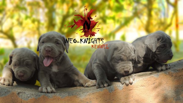 DogsIndia.com - Neapolitan Mastiff - Neo Knights Kennel