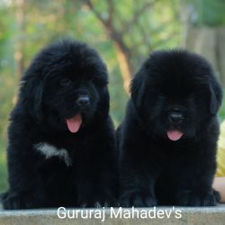 DogsIndia.com  Newfoundland  Gururaj