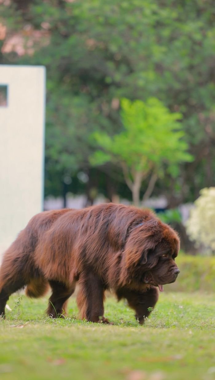 DogsIndia.com  Newfoundland  Gururaj