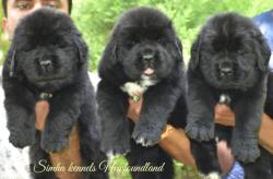 DogsIndia.com - Newfoundland - Kiran Gowda - Simha Kennels