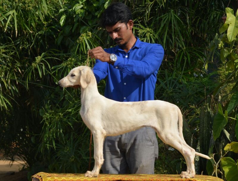 DogsIndia.com - MAG Kennels - Pashmi Hound 