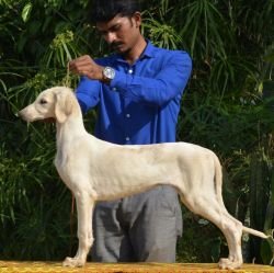 DogsIndia.com - MAG Kennels - Pashmi Hound