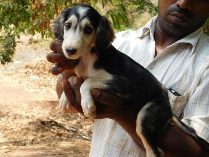 DogsIndia.com - Pashmi Hound - Tejas Kamalkar
