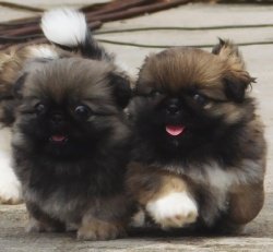 DogsIndia.com - Pekingese - Tailsmile Kennel - Sanjay Harry