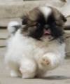 DogsIndia.com - Pekingese - Tailsmile Kennel - Sanjay Harry