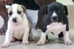 DogsIndia.com - American Pit Bull - Y.K.Reddy