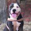 DogsIndia.com - Pit Bull Terrier - Nirmal