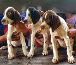 DogsIndia.com - Pointer - Shrinidhi